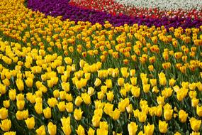 goodly Beautiful Flower Beds