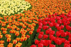 incredibly beautiful Blossom