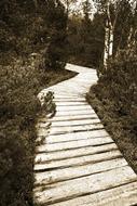 Wooden Path beneath trees