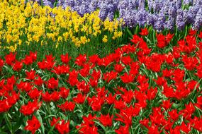 many colorful daffodils on the field