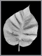 Leaf Black White grey