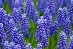 glade of blue hyacinths close up