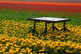 impressively beautiful Tulip Field
