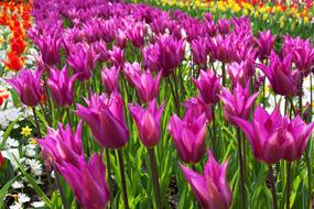 Beautiful Flower Purple red white