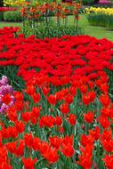 goodly red Flower Bed