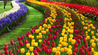wonderful tulip Red yellow orange