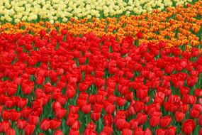 extraordinarily beautiful red bed Flower