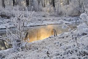 Snow Trees snow