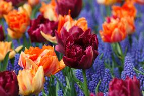 incredibly beautiful Orange Tulips