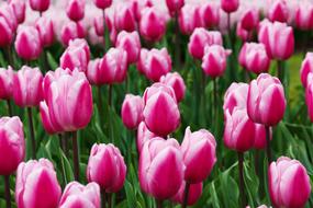 ravishing Purple tulips close-up