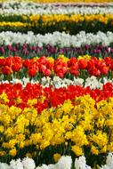 impressively beautiful Flowers