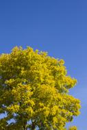 green autumn tree on blue sky background