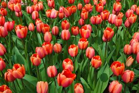 impressively beautiful Flower Bed