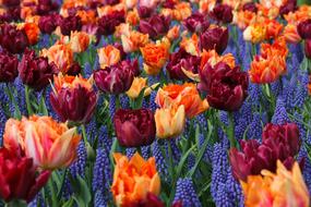 extraordinarily beautiful Orange and red Tulips field