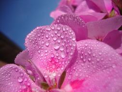 Close-up of the beautiful pink flowers with water drops
