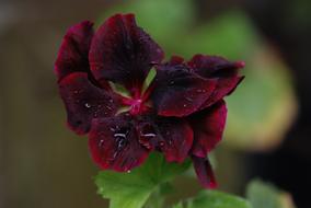 extraordinarily beautiful dark Red Rose