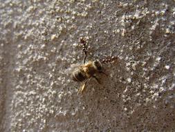 Bee wall