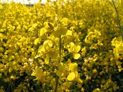 macro photo of yellow rape on the field