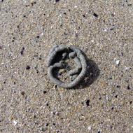 Sand Worm small
