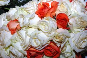 ravishing Wild Rose