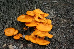 Mushroom Fungus orange