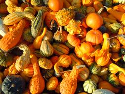 Pumpkins harvest Autumn
