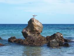 ravishing Seagull Rock