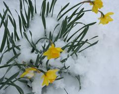 Flowers Daffodils Snow winter