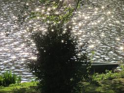 Sparkle Water and green tree on coast