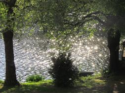 Water Sparkle and Trees