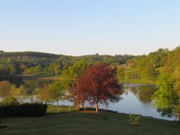 France Lake tree