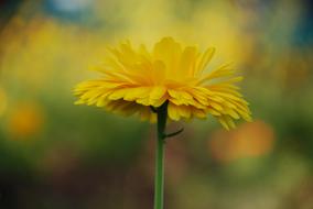 unusually beautiful Coneflowers Echinacea Flower