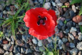 red open Tulip Flower