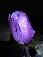 Flowers Blue with water drop