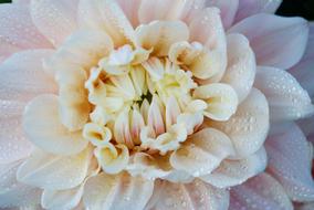 pink Flower of dahlia with dew drops, Macro