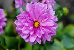 closeup photo of wet ravishing Dahlia Flower