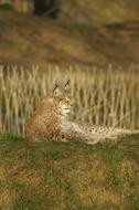 Lynx wildcat