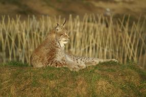 lynx is resting in the wild