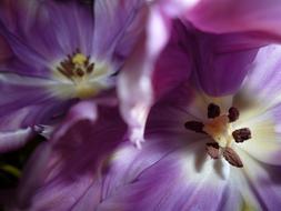 Tulips Purple Light white