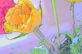 painted yellow and pink rose