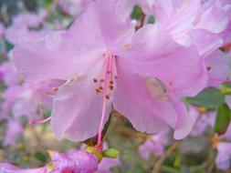 pink Cherry Blossom Japanese