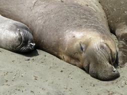 sea lions are sleeping on the beach in California