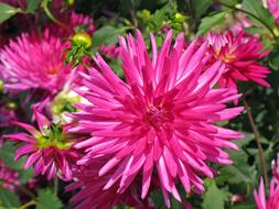 Pink dahlias blooming in garden