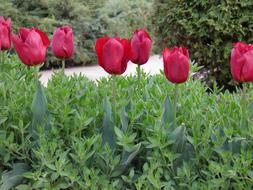 red Tulips in row on flower bed