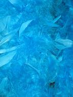 photo of blue feathers