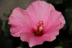 impressively beautiful pink Bloom