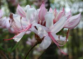 Pinxter Flower close-up on blurred background