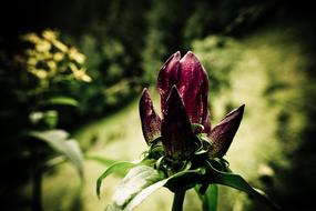 ravishing Flower Purple