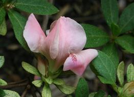 unusually beautiful Azalea Bud