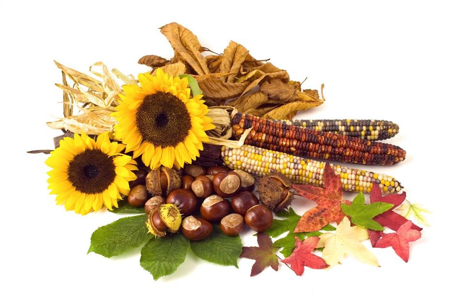 Sunflowers Conker nut